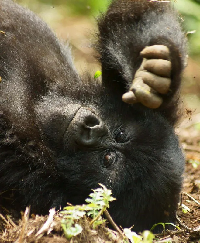 The story of mountain gorillas never stop