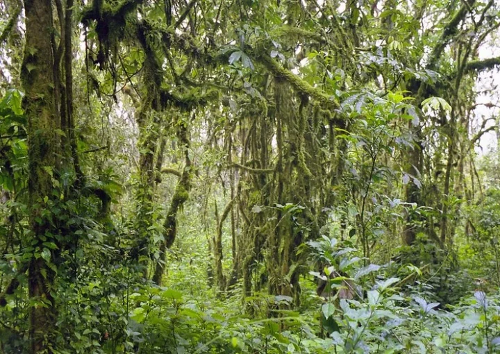 They were little value in the forest.