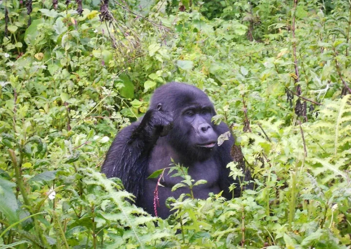 Trekking Uganda Gorillas from Nairobi