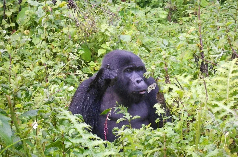 Trekking Uganda Gorillas from Nairobi