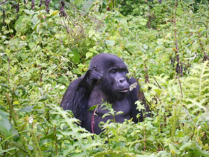 Trekking Uganda Gorillas from Nairobi