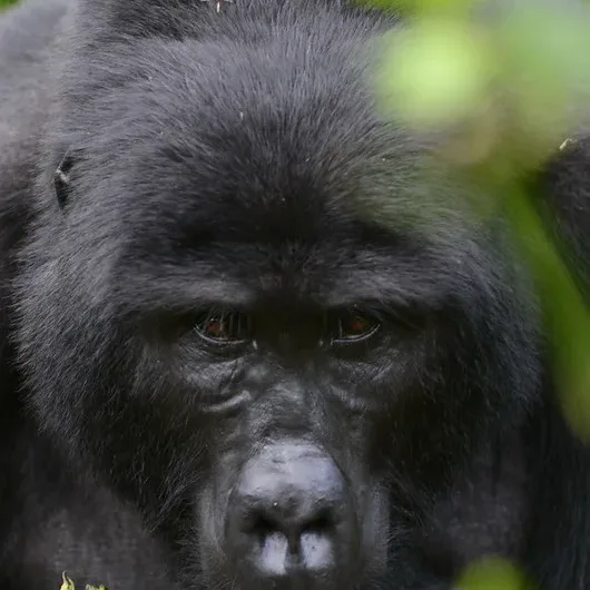 UGANDA WILDLIFE AUTHORITY STOPS LOW-SEASON GORILLA PERMITS.