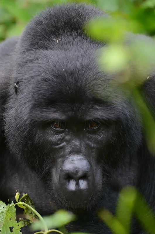 UGANDA WILDLIFE AUTHORITY STOPS LOW-SEASON GORILLA PERMITS.