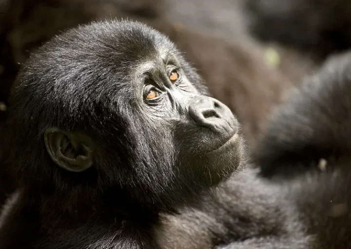 reschedule uganda gorilla permits.