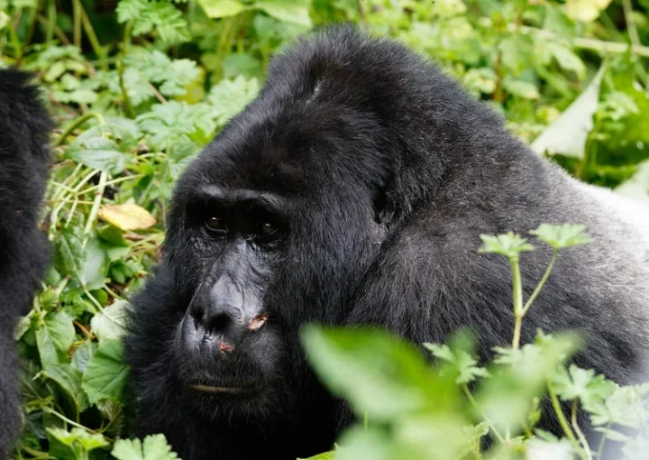 USD800 gorilla permits to AUTO Members