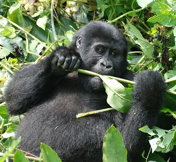 Uganda Gorilla Permits Bwindi and Mgahinga.