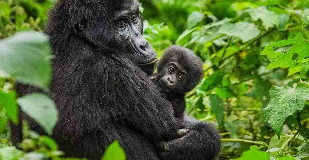 Uganda Gorilla Safaris in 2024