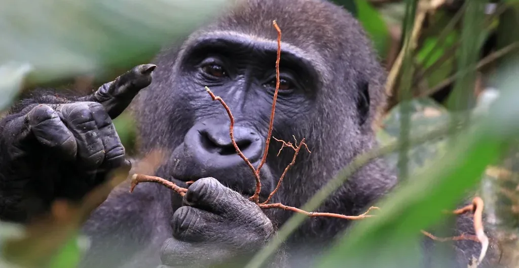 Uganda gorilla permits online 2024-2025