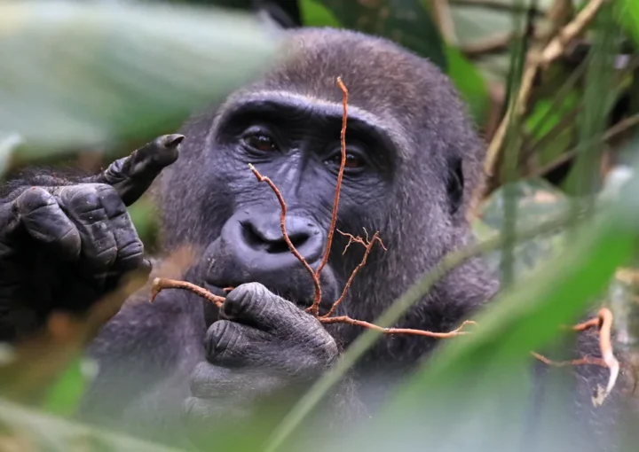 Uganda gorilla permits online 2024-2025
