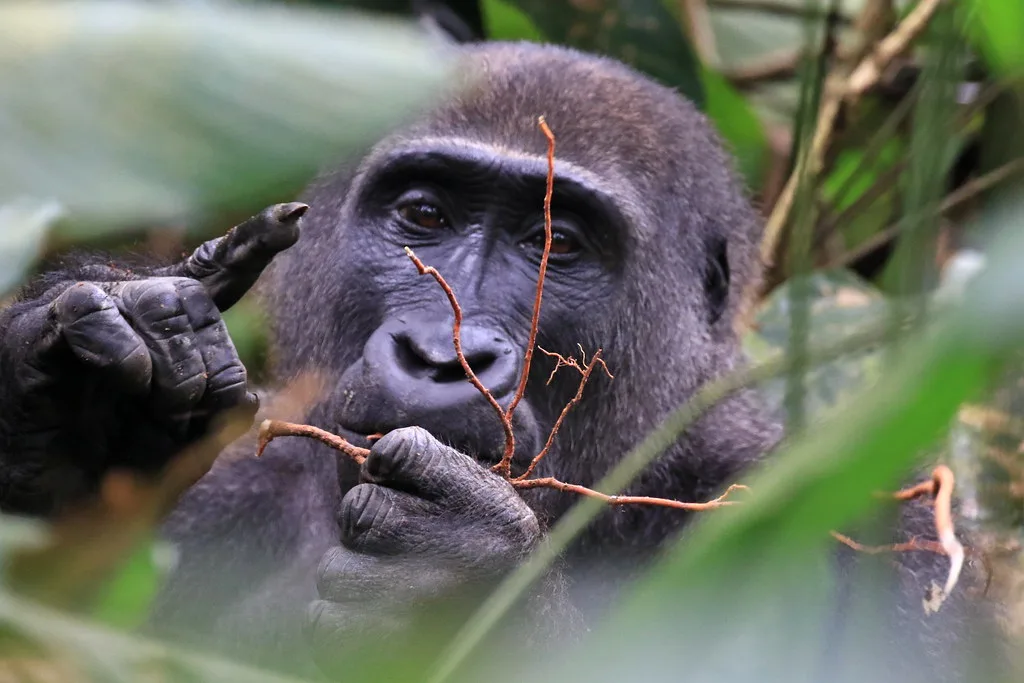 Uganda gorilla permits online 2024-2025