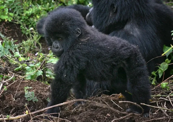 Uganda gorilla treks for children or minors below 15 years.