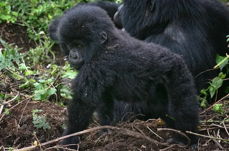 Uganda gorilla treks for children or minors below 15 years.