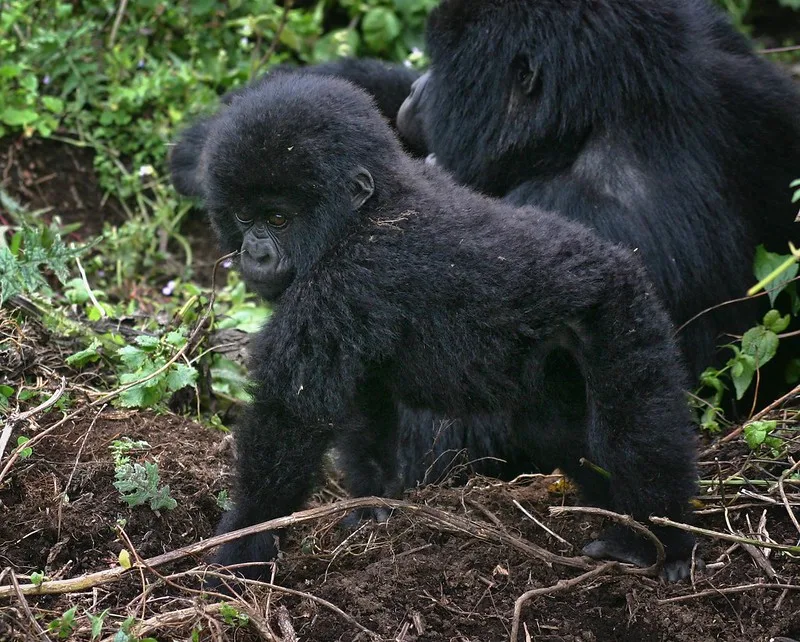 Uganda gorilla treks for children or minors below 15 years.