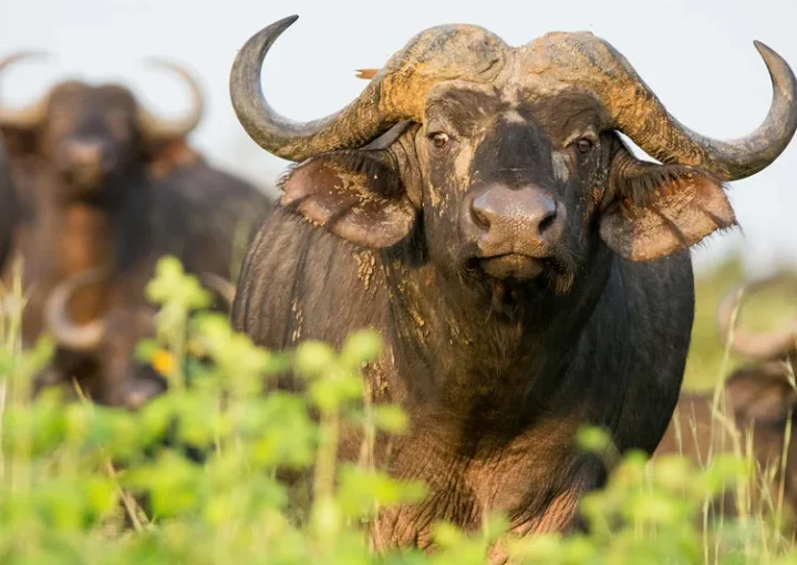 Uganda safari discounts.