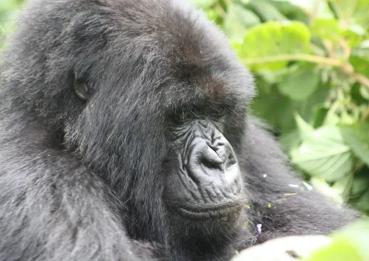 Why are Rwanda gorilla permits expensive