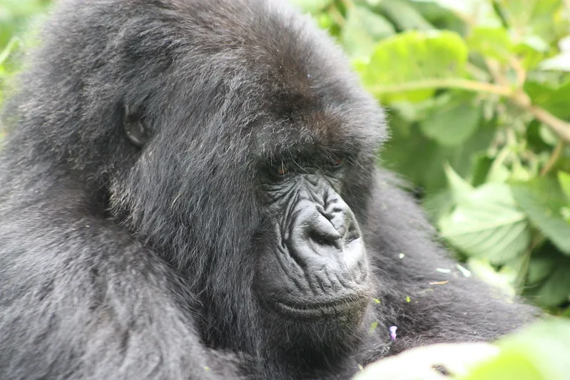 Why are Rwanda gorilla permits expensive