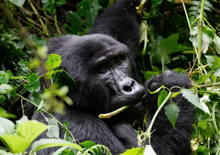Why are Uganda gorilla permits cheaper than Rwanda - Gorilla trekking safaris and tours.