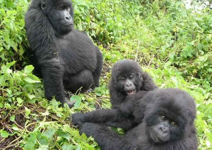 six gorillas over the following days