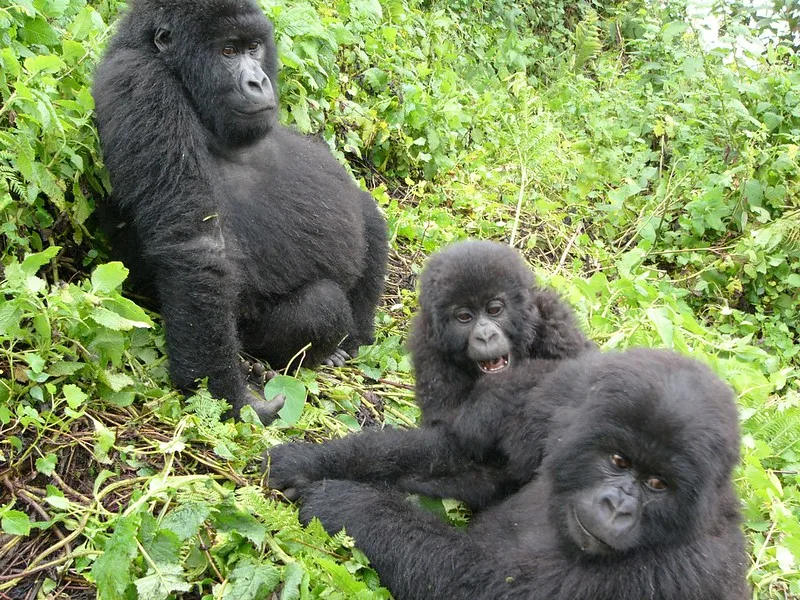 six gorillas over the following days