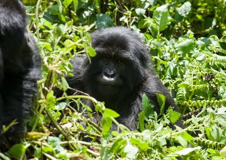 the mountain gorilla project