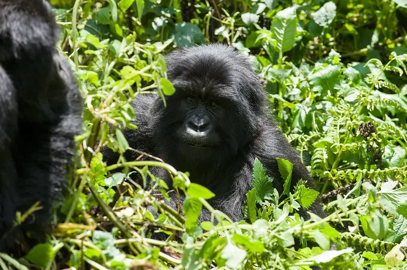 the mountain gorilla project