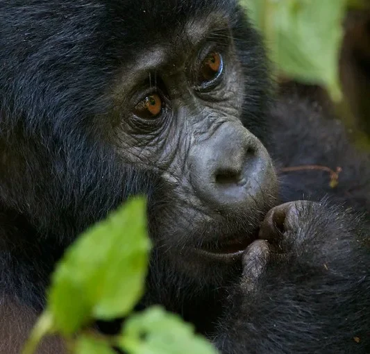 trek gorillas twice and save USD300