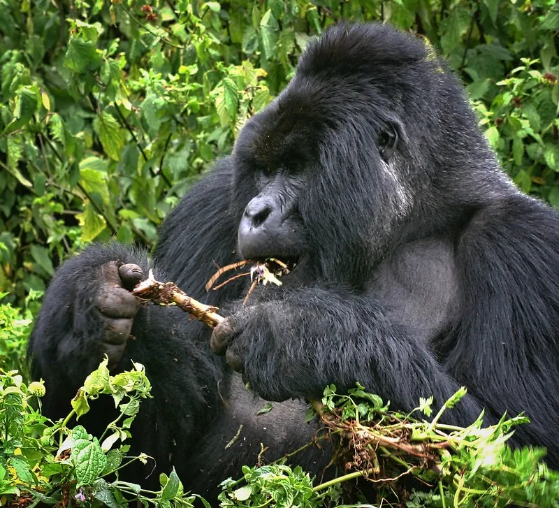 vegetation sampling is the random numbers table-gorilla tracking.