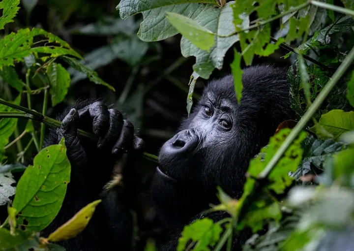 what to see in bwindi impenetrable national park in 2025.