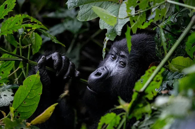 what to see in bwindi impenetrable national park in 2025.