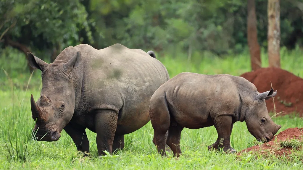1 day Rhino Trekking Safari | Zziwa Rhino Sanctuary