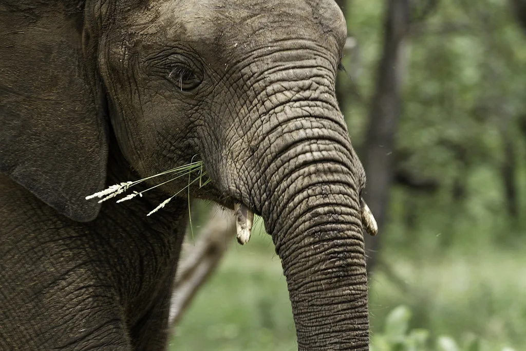 10 Days Uganda Rwanda Safari