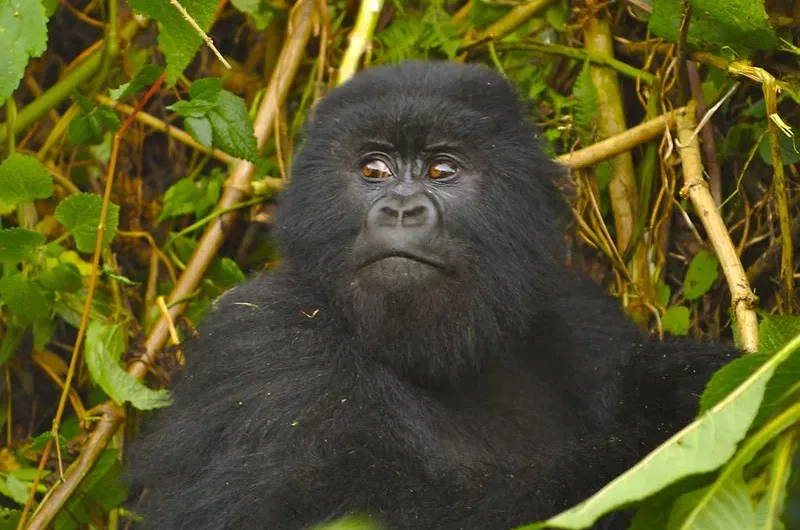 10 Reasons Why Gorilla Trekking During Low Season is Better