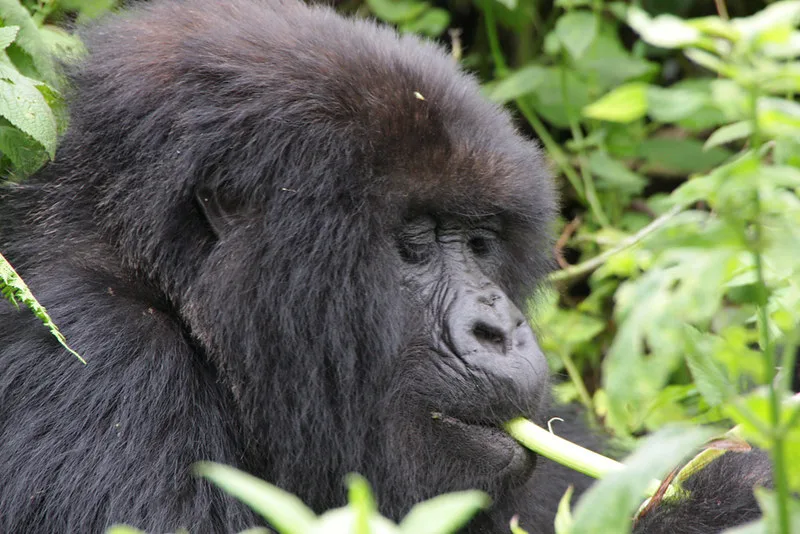 10 Things to consider before booking a gorilla safari to Uganda.