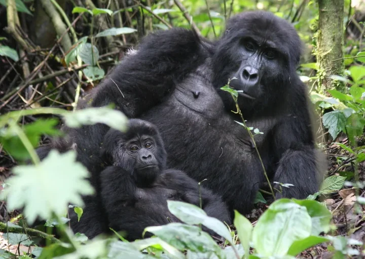 Gorilla habituation safaris
