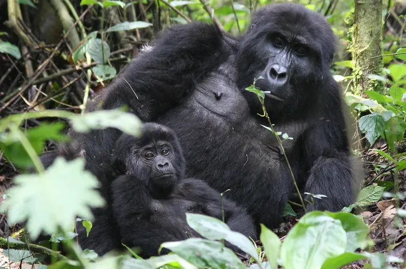 10 things to consider before booking gorilla habituation safaris.