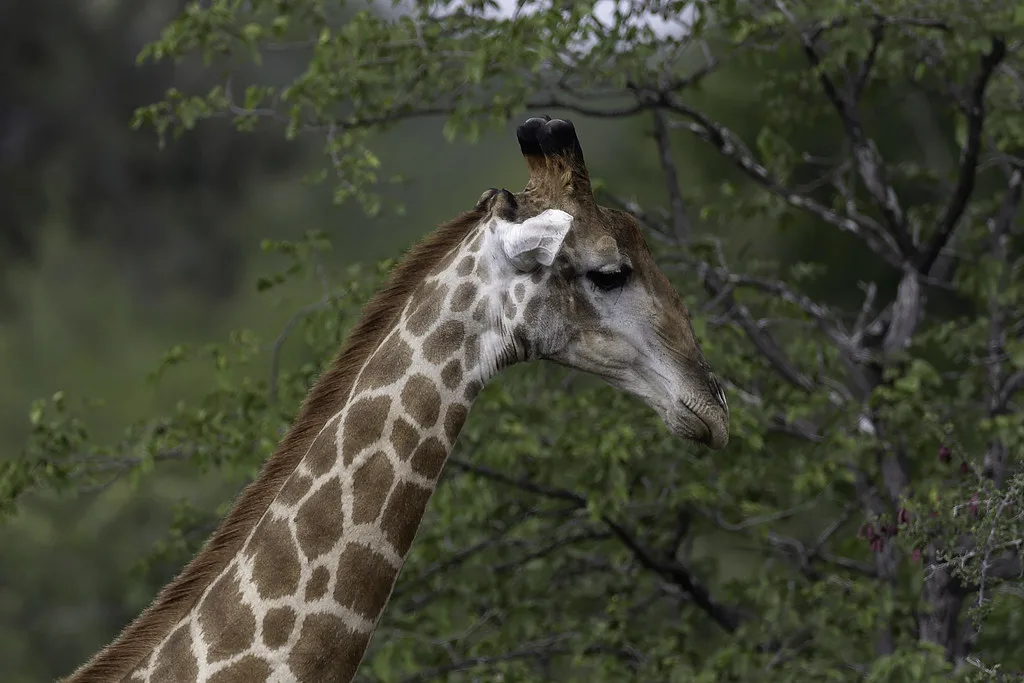 14 days best of Uganda Safari