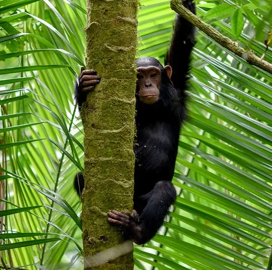 15 Frequently Asked Questions About Chimpanzee Habituation Experience In Kibale National Park.