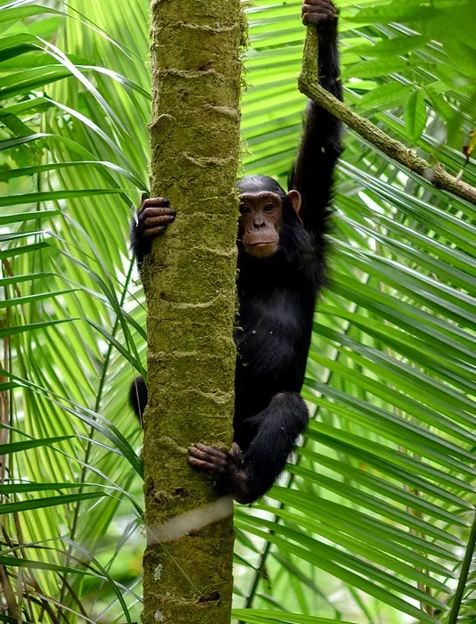 15 Frequently Asked Questions About Chimpanzee Habituation Experience In Kibale National Park.