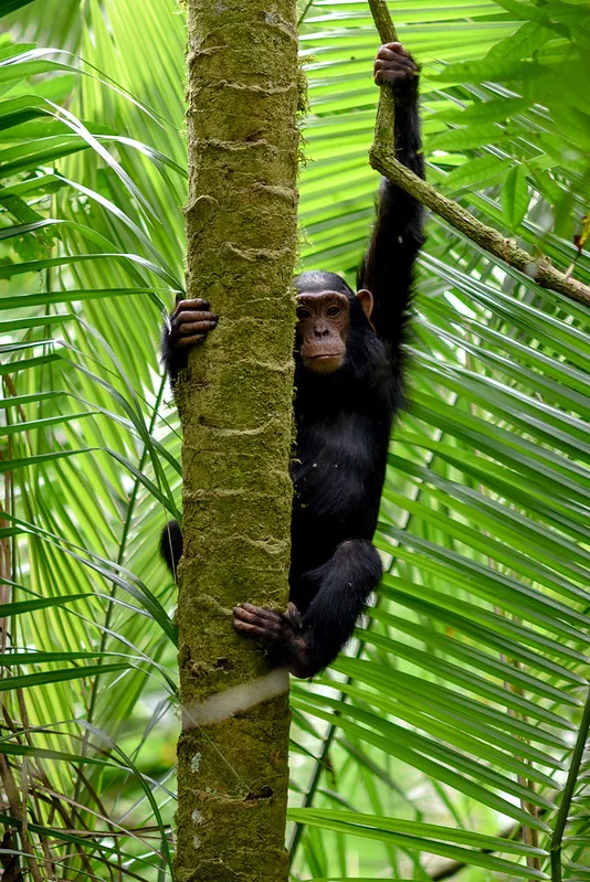 15 Frequently Asked Questions About Chimpanzee Habituation Experience In Kibale National Park.