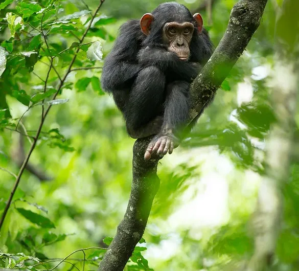 15 Frequently Asked Questions About Chimpanzee Trekking In Uganda and Rwanda.