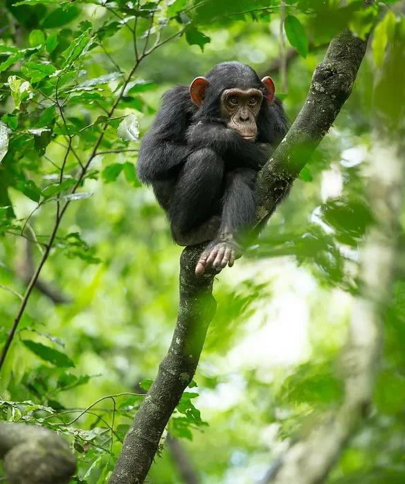 15 Frequently Asked Questions About Chimpanzee Trekking In Uganda and Rwanda.