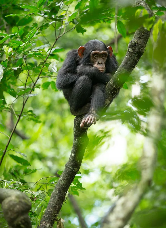 15 Frequently Asked Questions About Chimpanzee Trekking In Uganda and Rwanda.