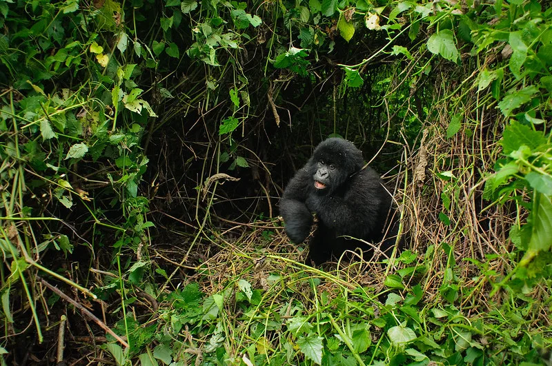 15 Frequently Asked Questions About Gorilla Trekking in Africa.