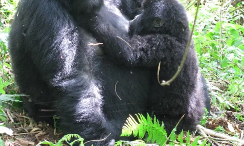 17 Reasons why mountain gorillas can charge during gorilla trekking.