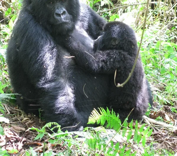 17 Reasons why mountain gorillas can charge during gorilla trekking.