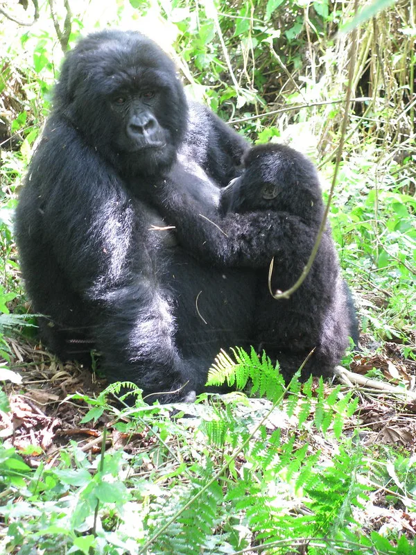 17 Reasons why mountain gorillas can charge during gorilla trekking.