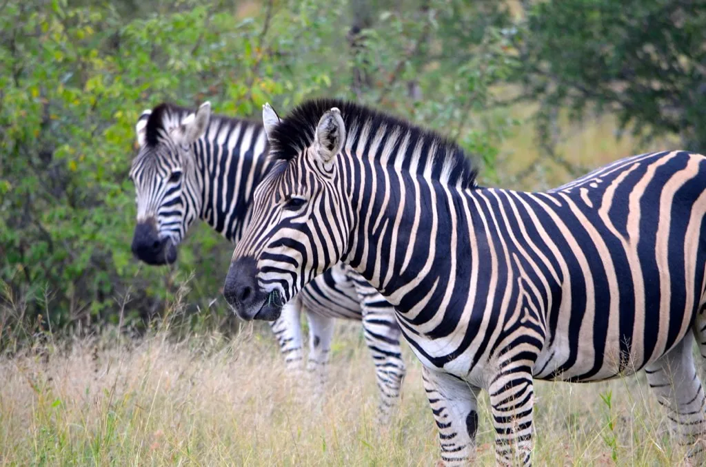 2 Days Lake Mburo Safari