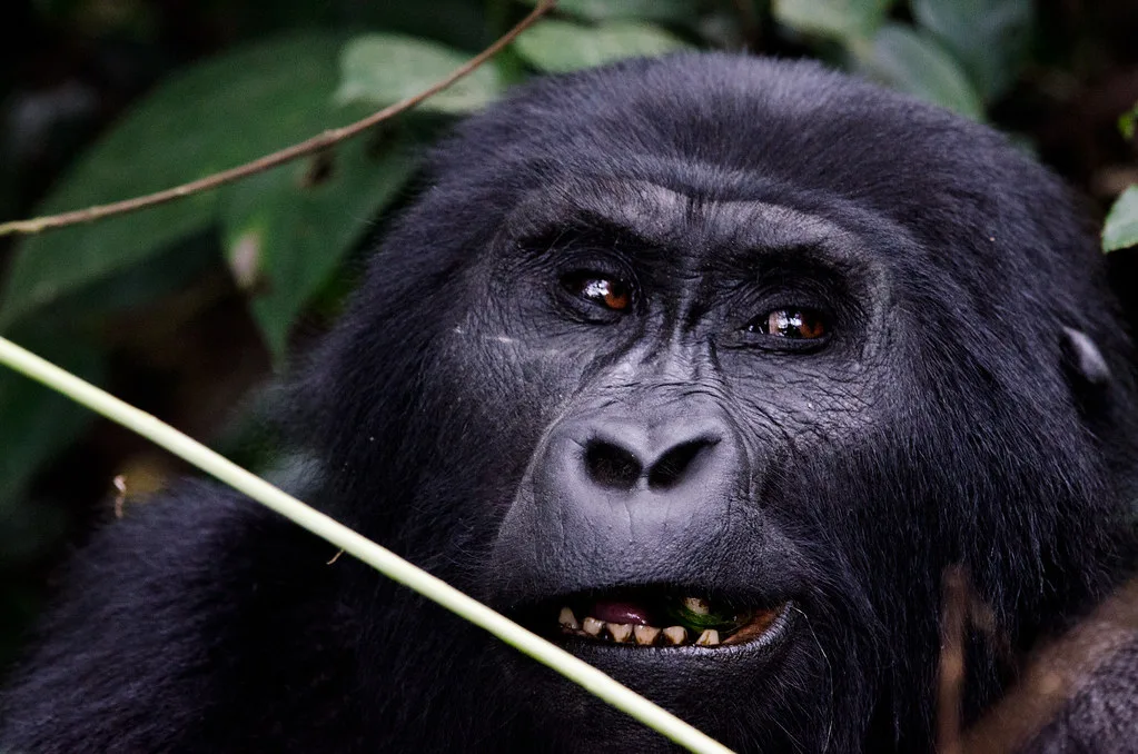 4 Days Uganda Luxury Gorilla Safari