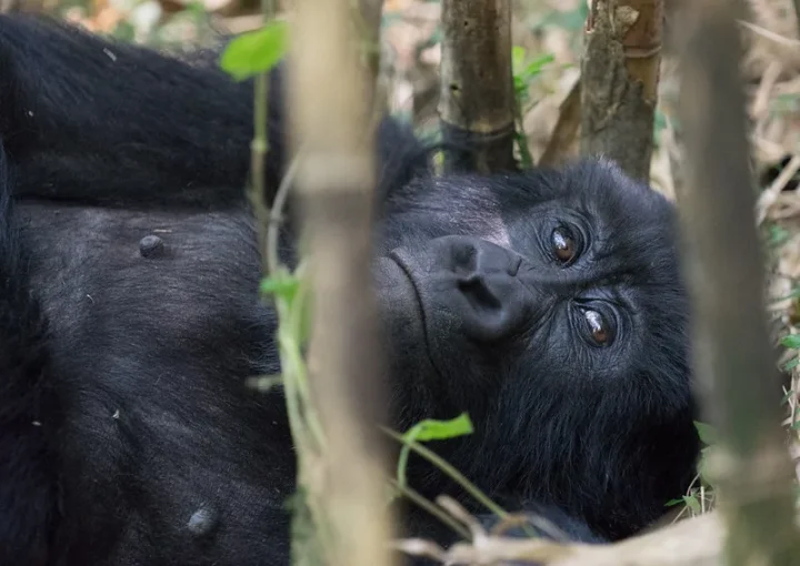 5 Luxury things to do in Bwindi impenetrable National Park