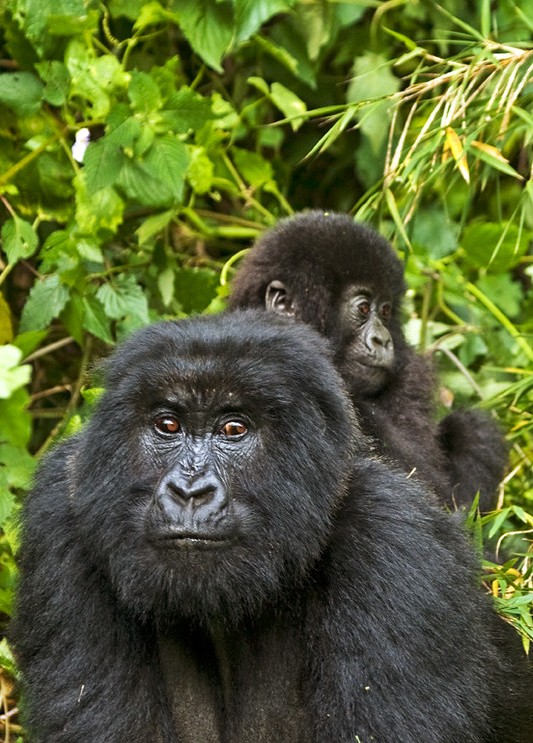 5 Luxury things to do in Bwindi